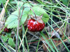Aphrodini