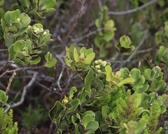 Olea capensis