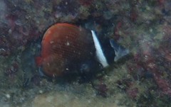 Chaetodon collare