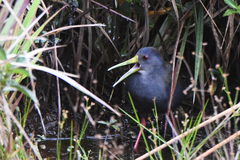 Pardirallus nigricans