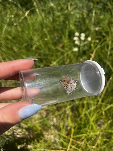 iNaturalist observation photo of Mariposa Copper