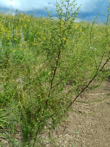 Redstem wormwood (Artemisia scoparia)