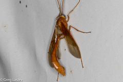 Enicospilus americanus-complex