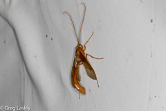 Enicospilus americanus-complex