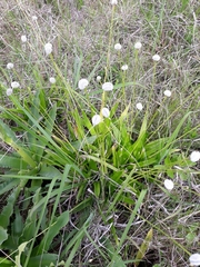 Eriocaulon ligulatum