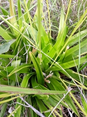 Eriocaulon ligulatum