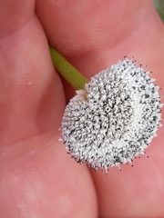 Eriocaulon ligulatum