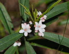 Philotheca myoporoides