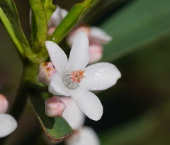 Philotheca myoporoides
