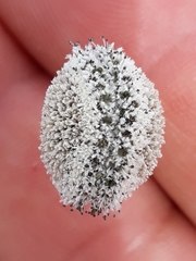 Eriocaulon ligulatum