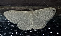 Idaea eretmopus