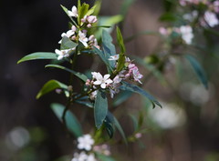 Philotheca myoporoides