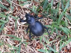Psammodes