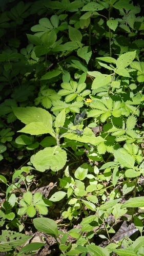 Mesopodagrion tibetanum