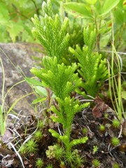 Dendrolycopodium hickeyi