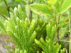 Dendrolycopodium hickeyi