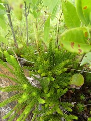 Dendrolycopodium hickeyi