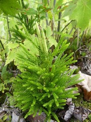 Dendrolycopodium hickeyi