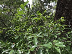 Symplocos tinctoria image