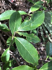 Symplocos tinctoria image