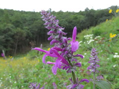Salvia purpurea