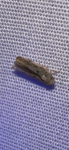 Scaphoideus cinerosus
