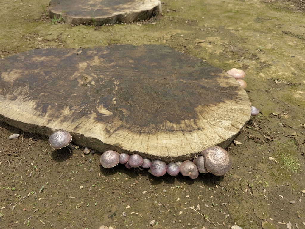Gymnopilus dilepis · August 2025 · photo: © leeee (iNaturalist, cc0)