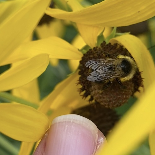 Red-belted Bumble Bee photo 4