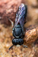 Masarinae