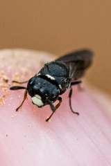 Masarinae