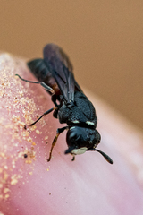 Masarinae