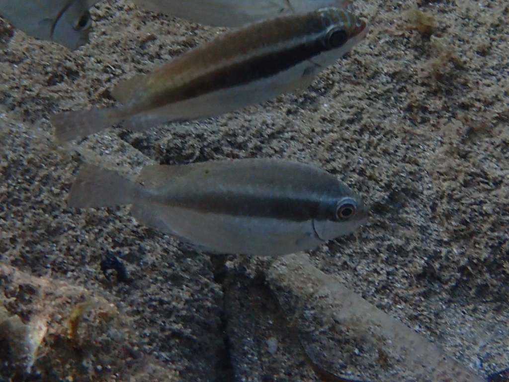 Dusky Spinefoot