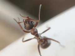 Formica cunicularia