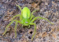 Neosparassus patellatus
