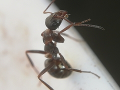 Formica cunicularia