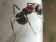 Formica cunicularia