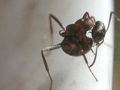 Formica cunicularia