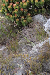 Trachyandra tabularis