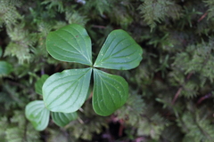 Cornus unalaschkensis