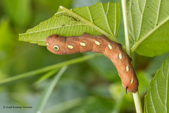 Theretra pallicosta
