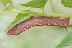 Theretra pallicosta