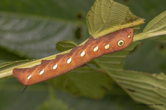 Theretra pallicosta