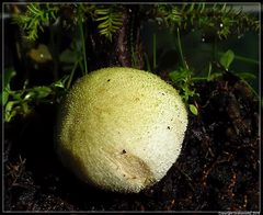 Tympanella galanthina