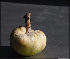 Tympanella galanthina