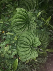 Dioscorea sansibarensis