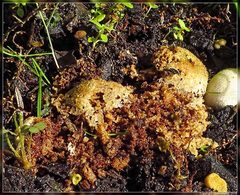 Tympanella galanthina