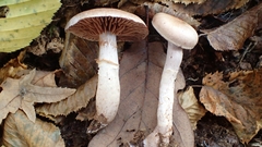 Cortinarius torvus
