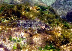 Gobioclinus dendriticus