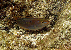 Halichoeres dispilus