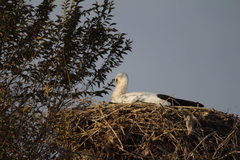 Ciconia ciconia